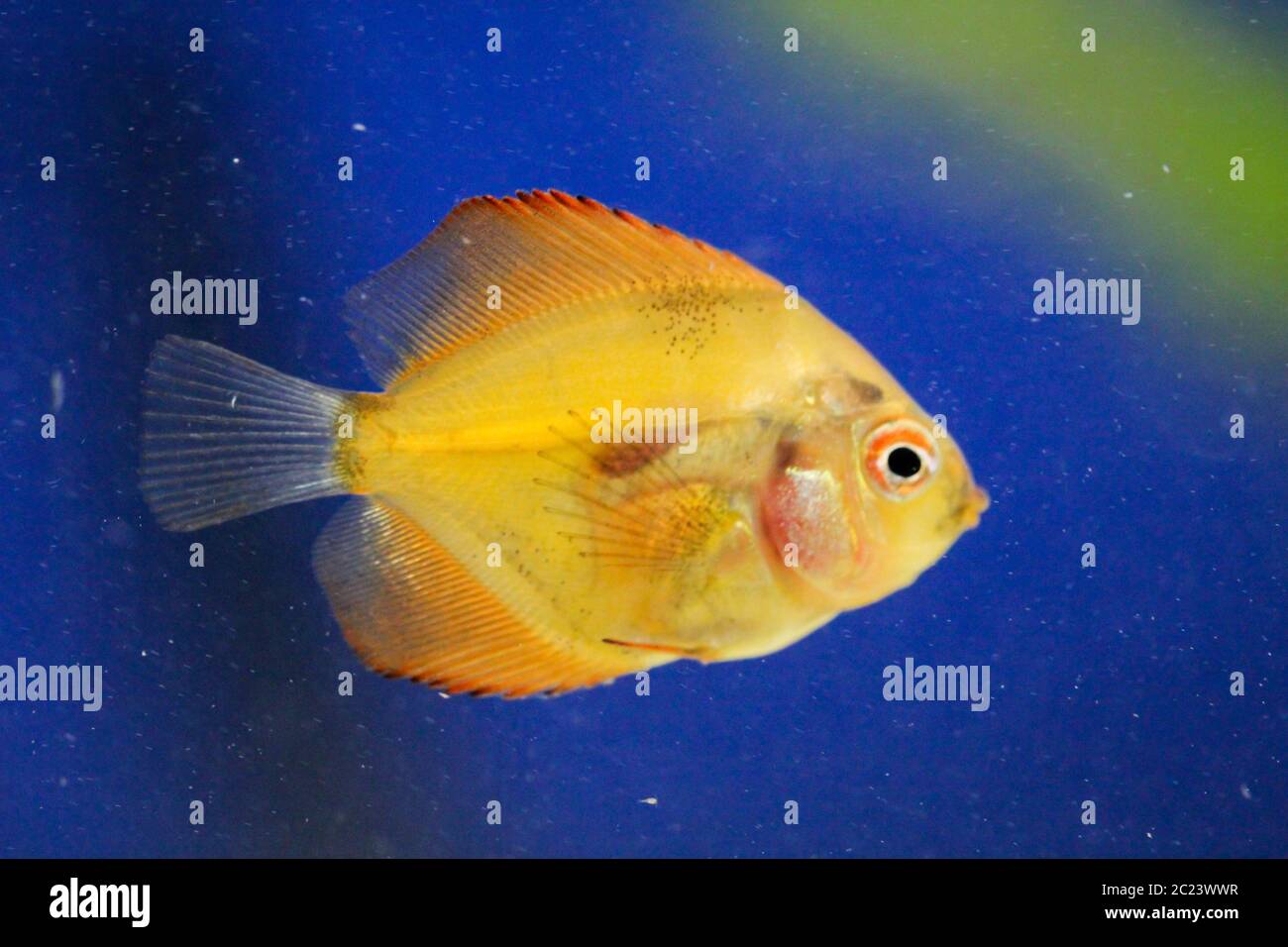 Fresh Baby Discus Discus Fish baby Stock Photo - Alamy
