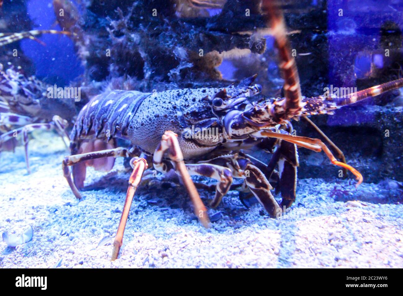 Lobster fish hires stock photography and images Alamy