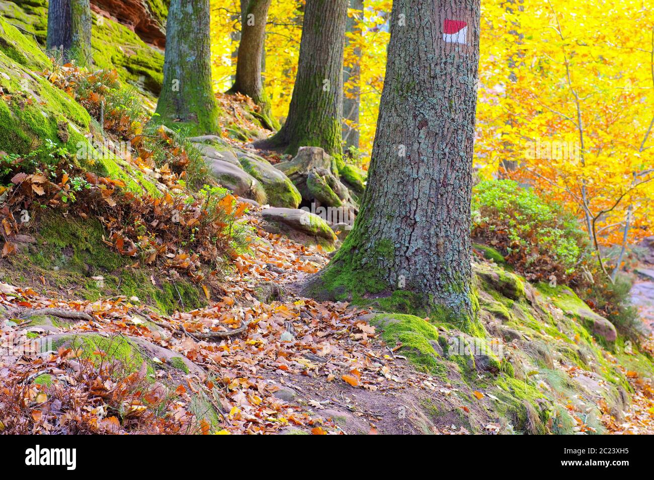 Palatine Forest Germany Rhineland Palatinate High Resolution Stock ...