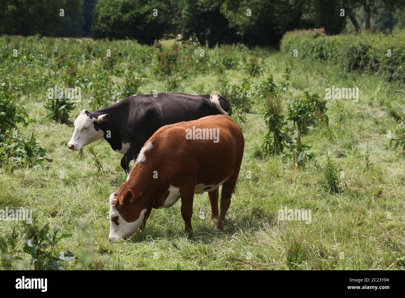 Cows in field, Pembrokeshire, Wales Stock Photo
