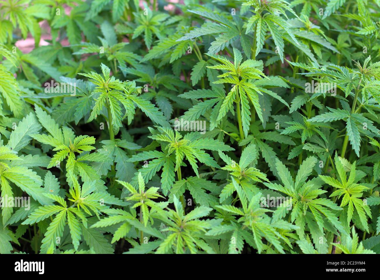 Light green leaves of bushes of a ganja in the sunset light Stock Photo