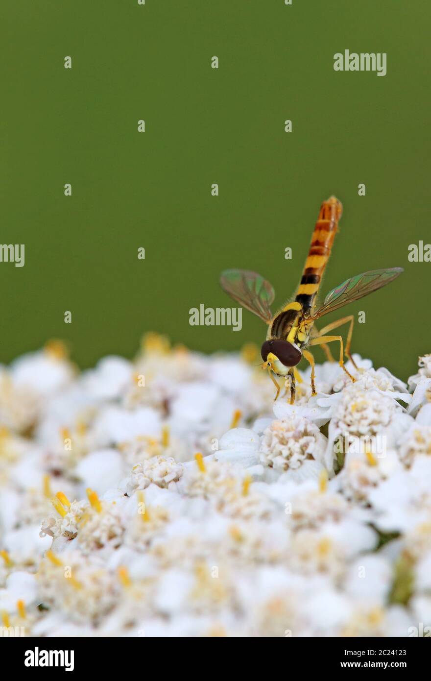 Pen hover fly Sphaerophoria scripta Stock Photo