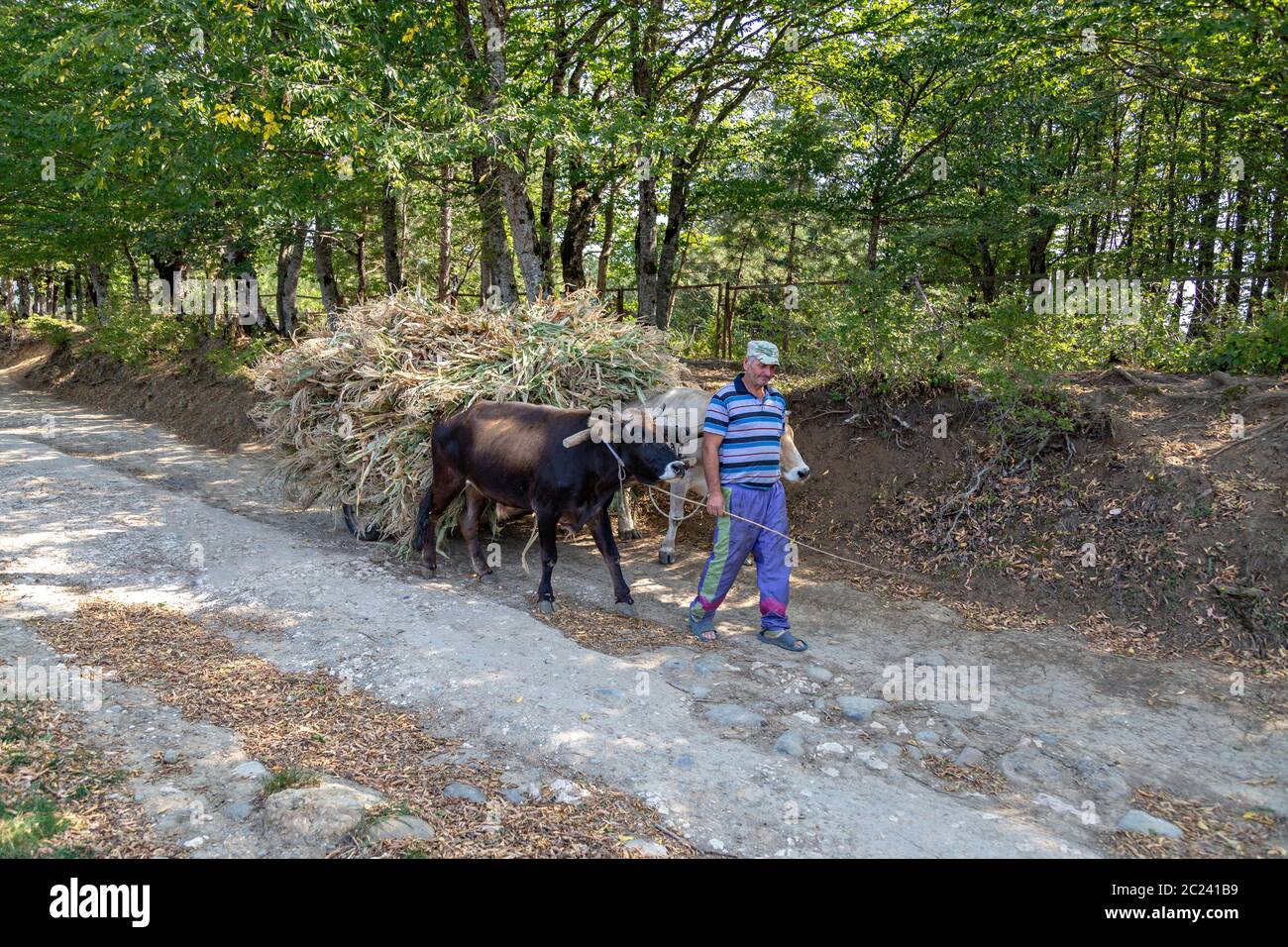 Georgian farmer carrying corn stalk and weed on his donkey cart, in Katskhi, Georgia Stock Photo