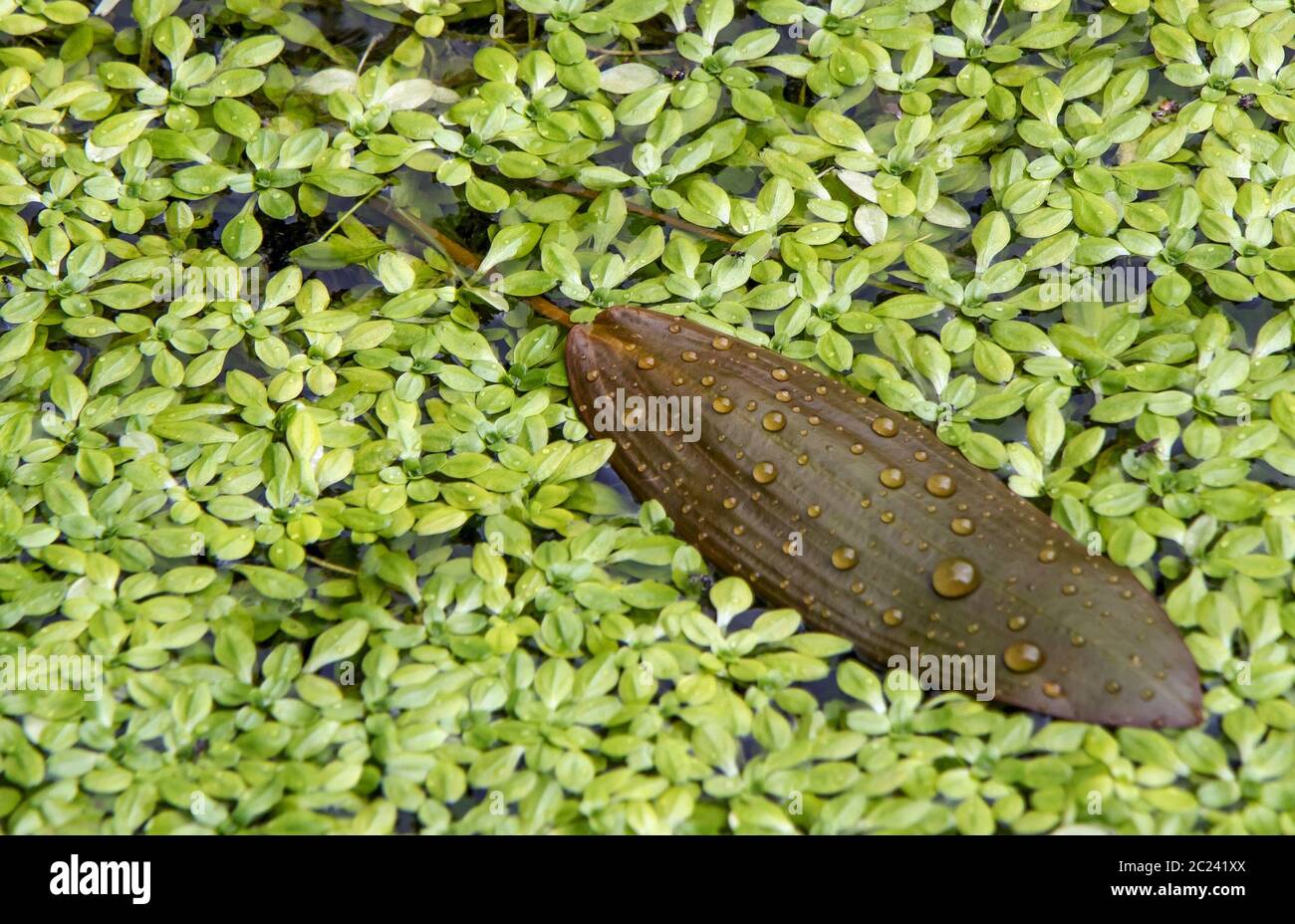 Water-starwort  'Callitriche spec.'  and floating pondweed  'Potamogeton natans' Stock Photo