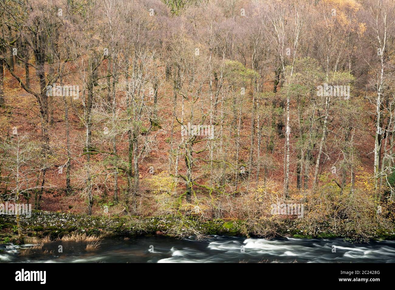 River Rothay flowing past Baneriggs Wood near Grasmere, in the Lake District, UK Stock Photo