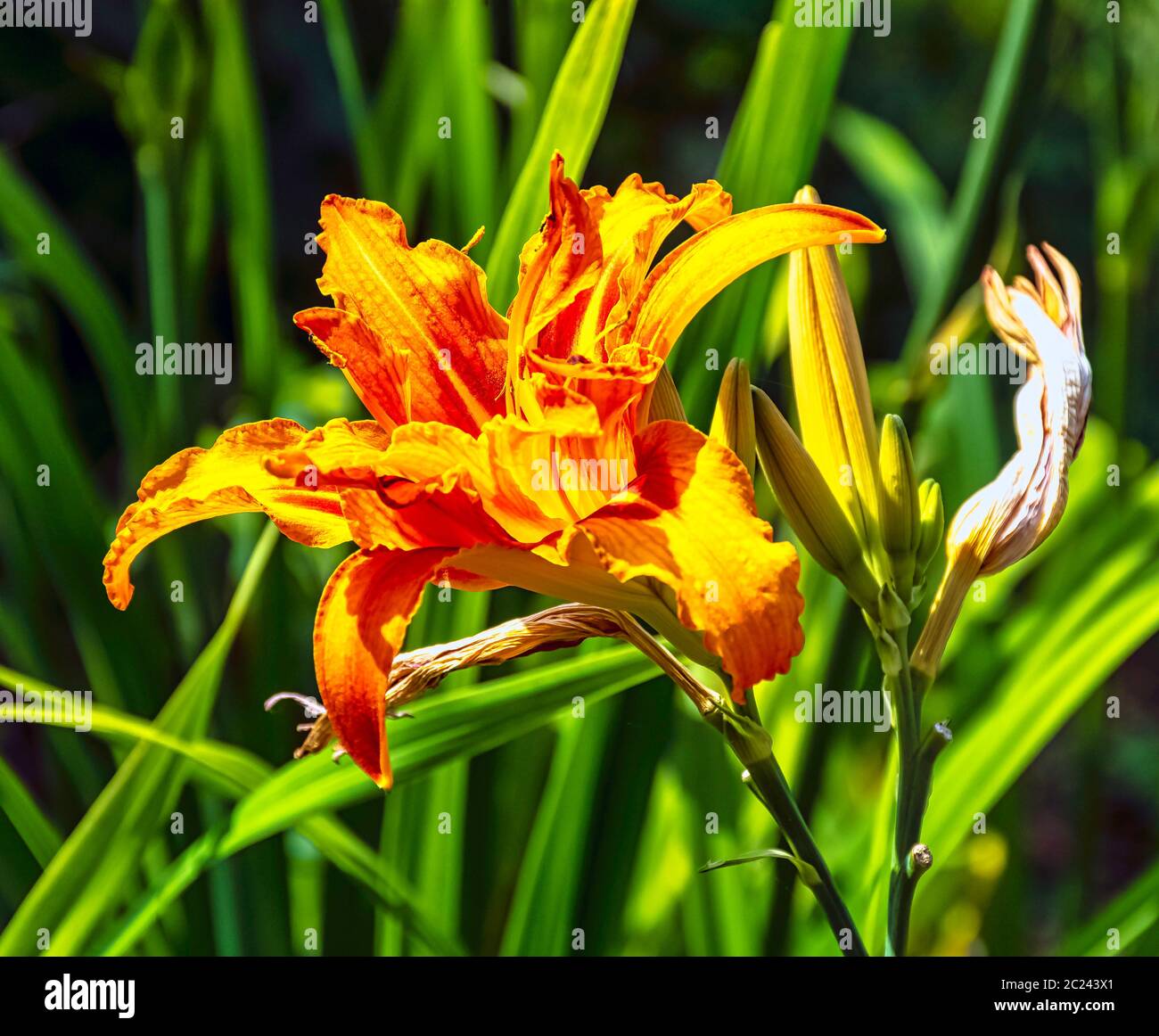 Tiger lilly leaf hires stock photography and images Alamy