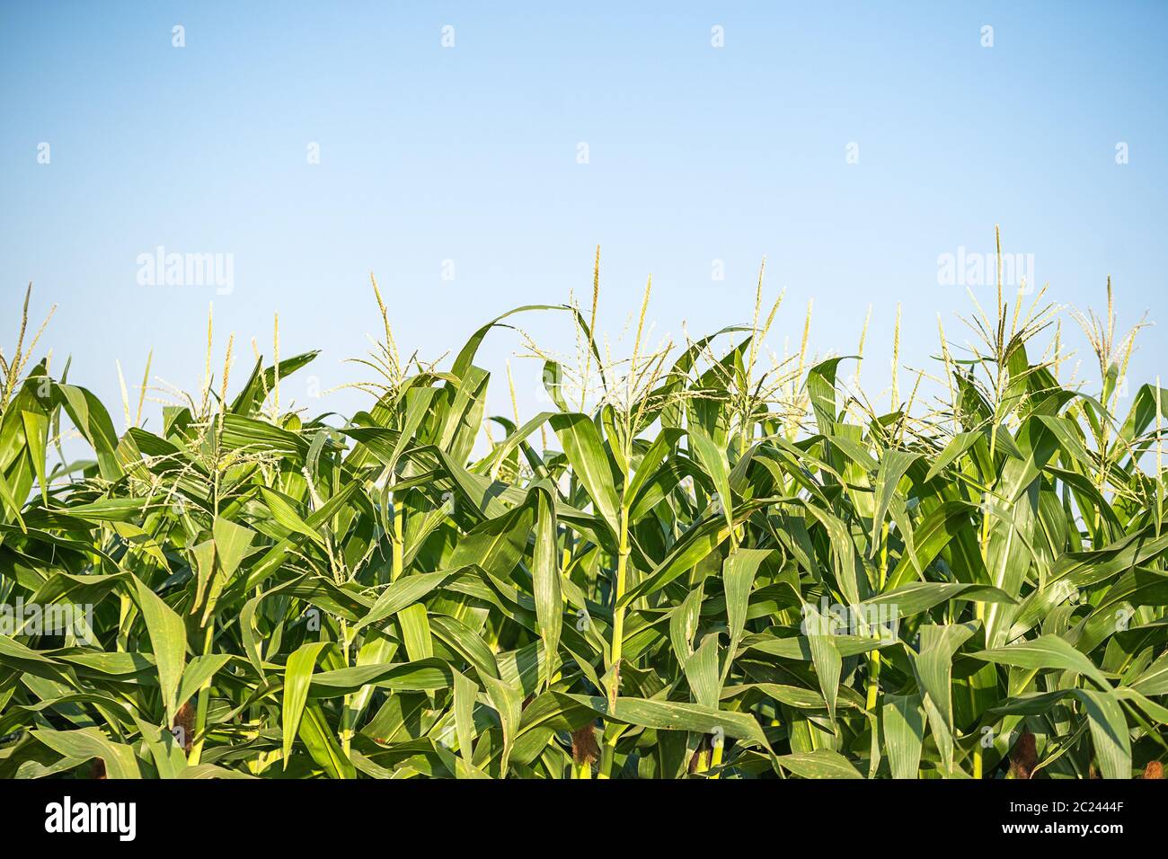 Corn pollen on the corn tassel in the cornfield Stock Photo