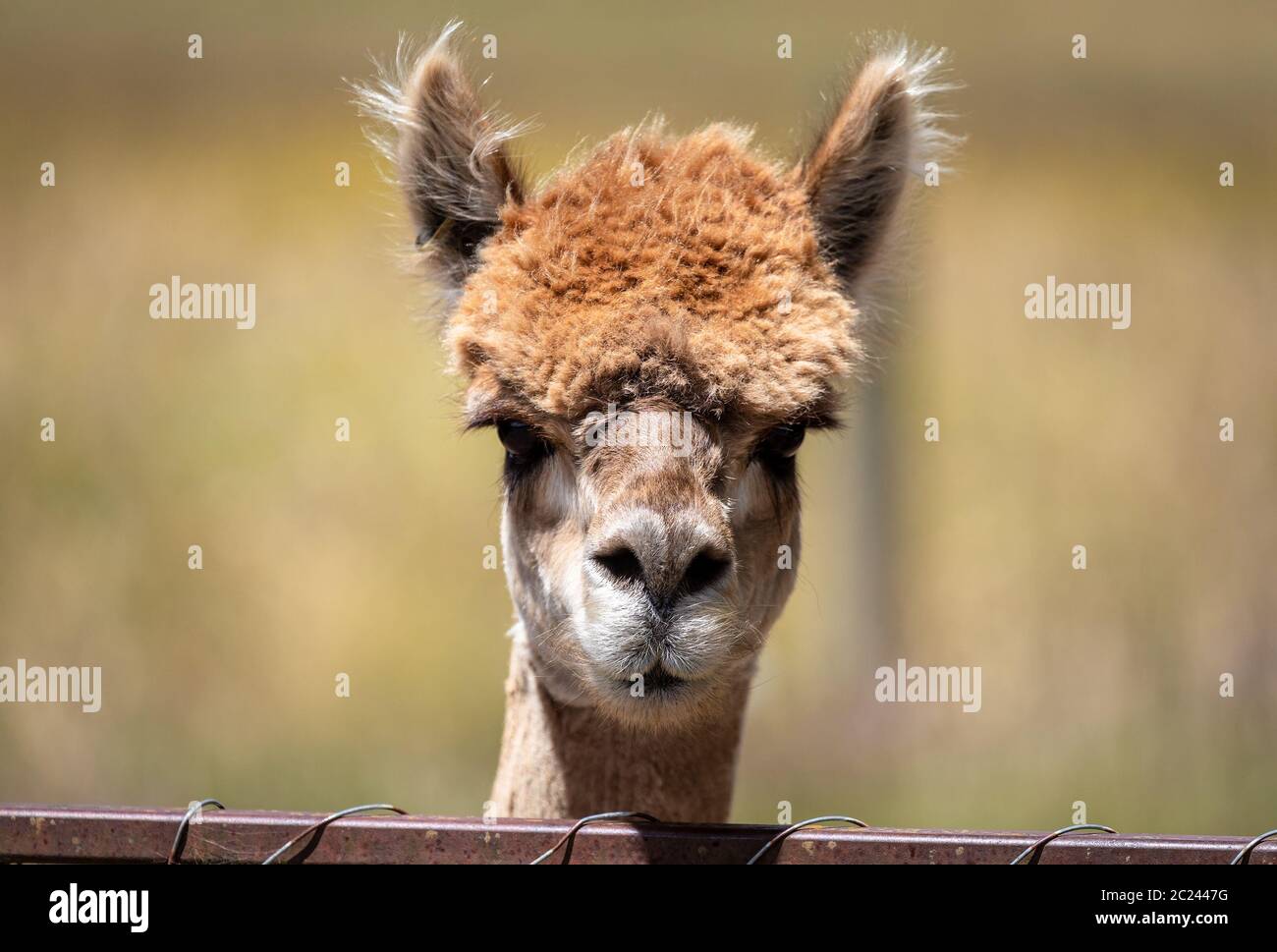 Alpaca animal in New Zealand Stock Photo Alamy