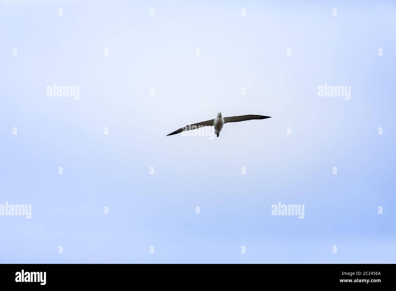 Albatross bird in the sky Stock Photo