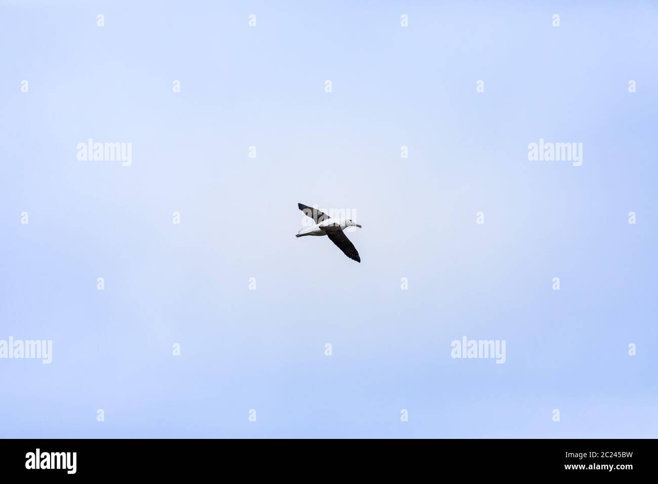 Albatross bird in the sky Stock Photo