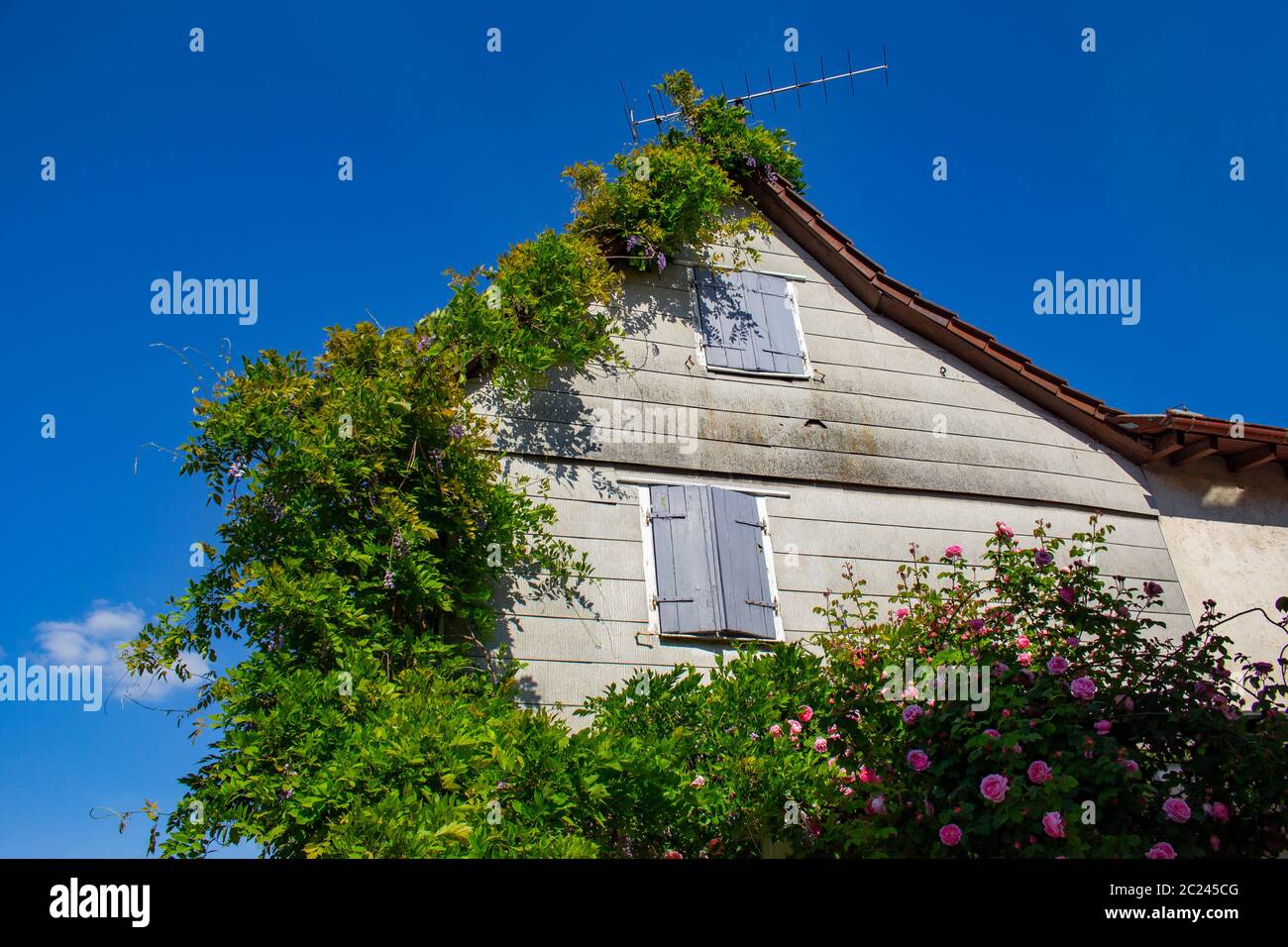 House facade overgrown with plants and vines with blue sky Stock Photo