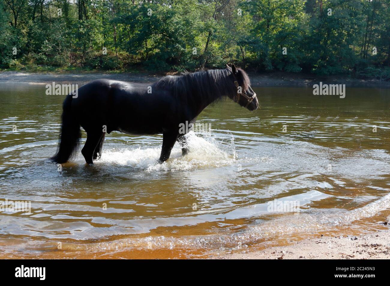 Billy, a Dale's pony Stock Photo