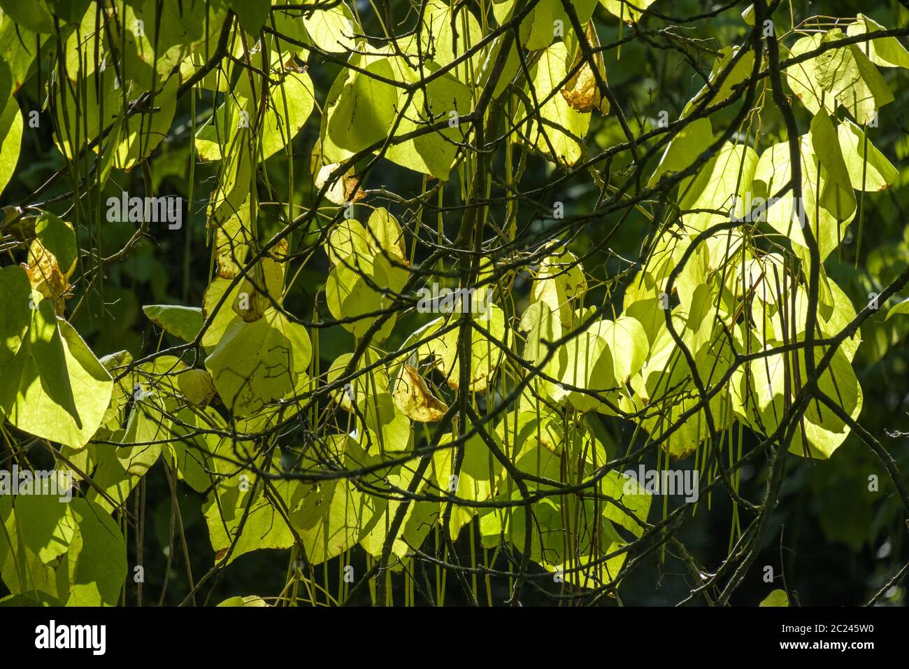 Common trumpet tree (Catalpa bignonioides) Stock Photo