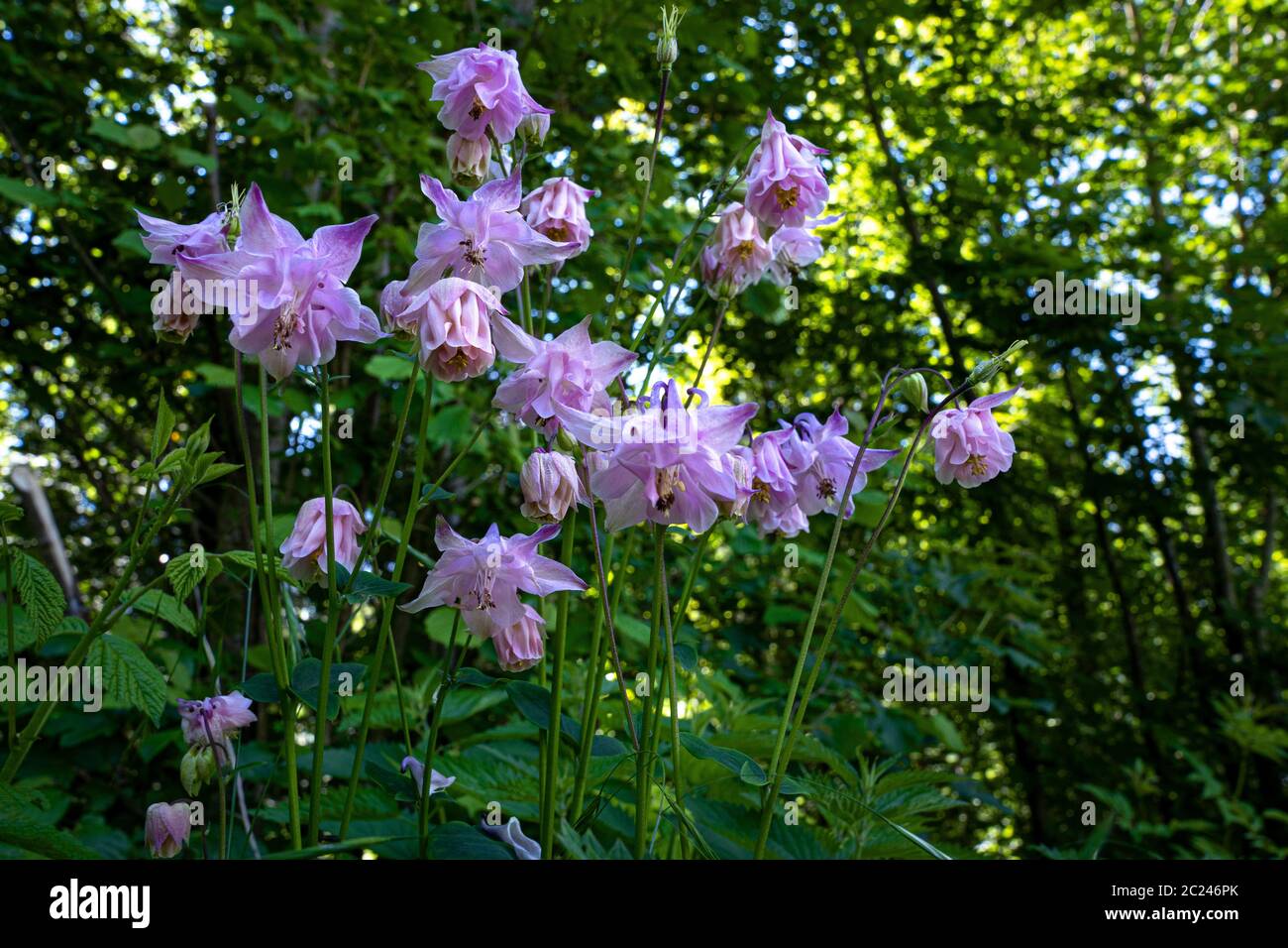 Wild flower with lilac pink blossoms in the forest - Aquilegia vulgaris - common columbine Stock Photo