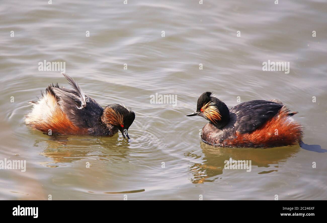 Black-neck diver Podiceps nigricollis in gorgeous dress Stock Photo