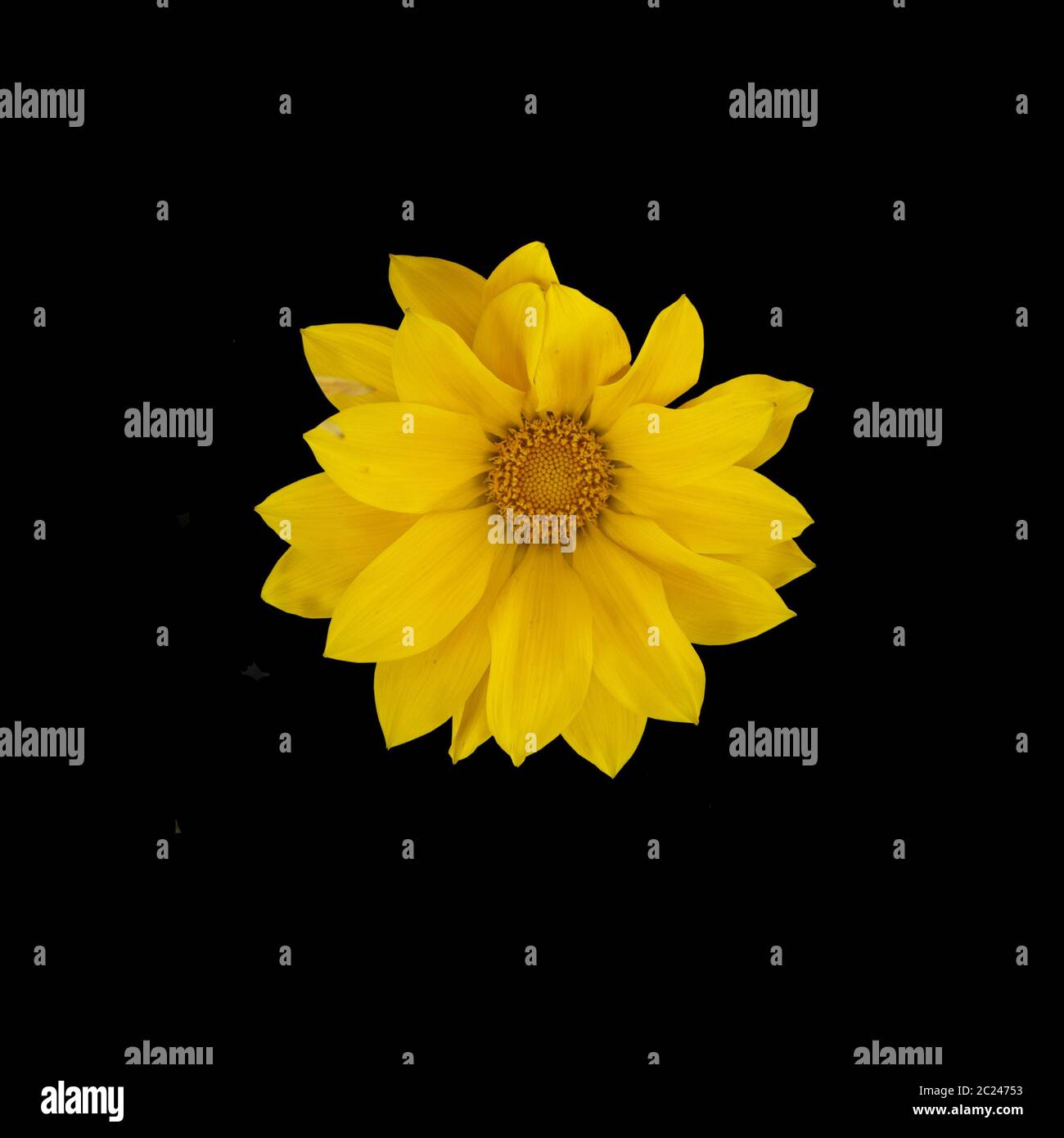 Yellow gazania flowers isolated Stock Photo