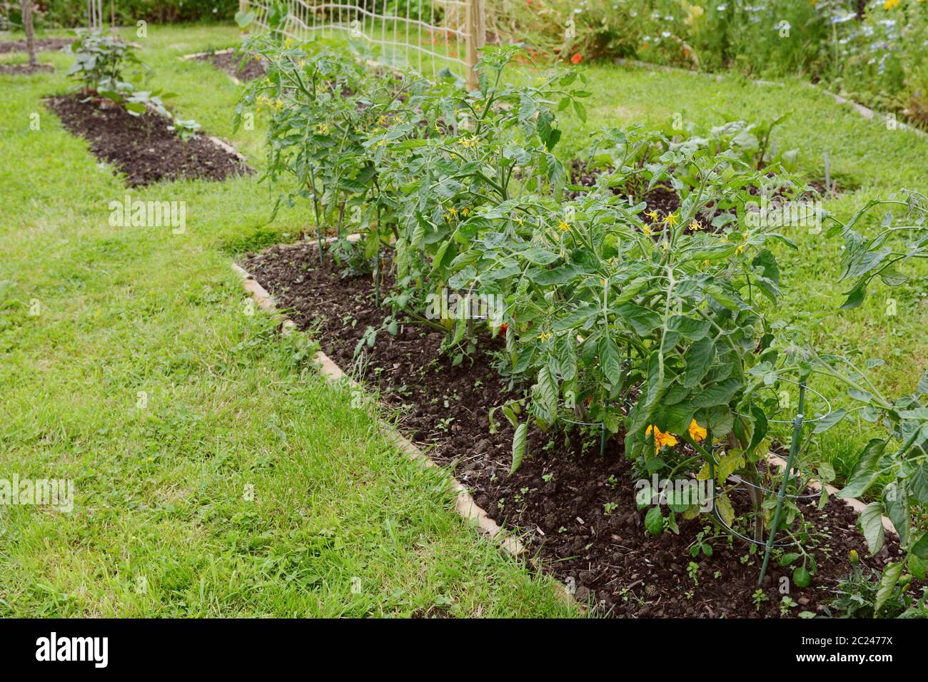 Row of Red Alert cherry tomato plants growing in a tidy rural allotment Stock Photo