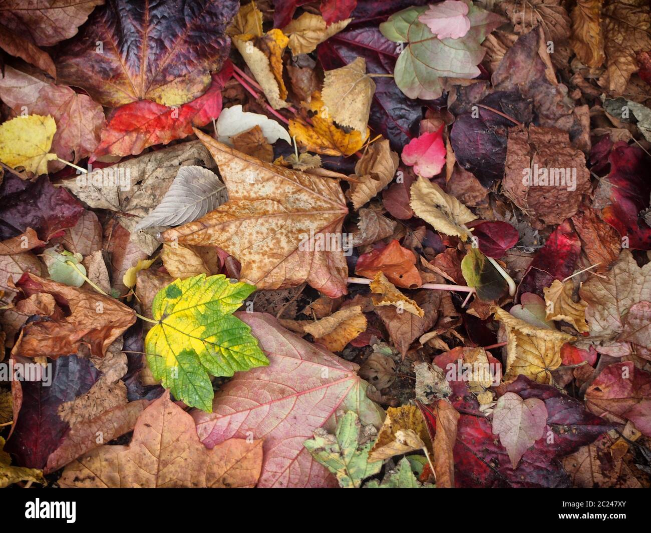 mixed autumn leaves background with different shades of fall colors ...
