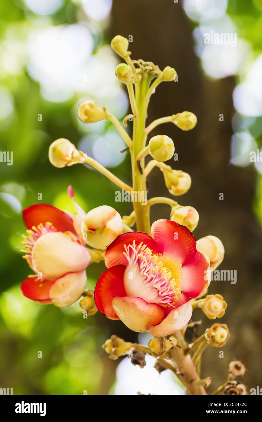 Shorea robusta or Cannonball flower from the  tree Stock Photo