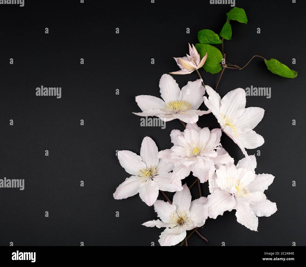 white flowers and green leaves of clematis on a black background, top view, copy space Stock Photo