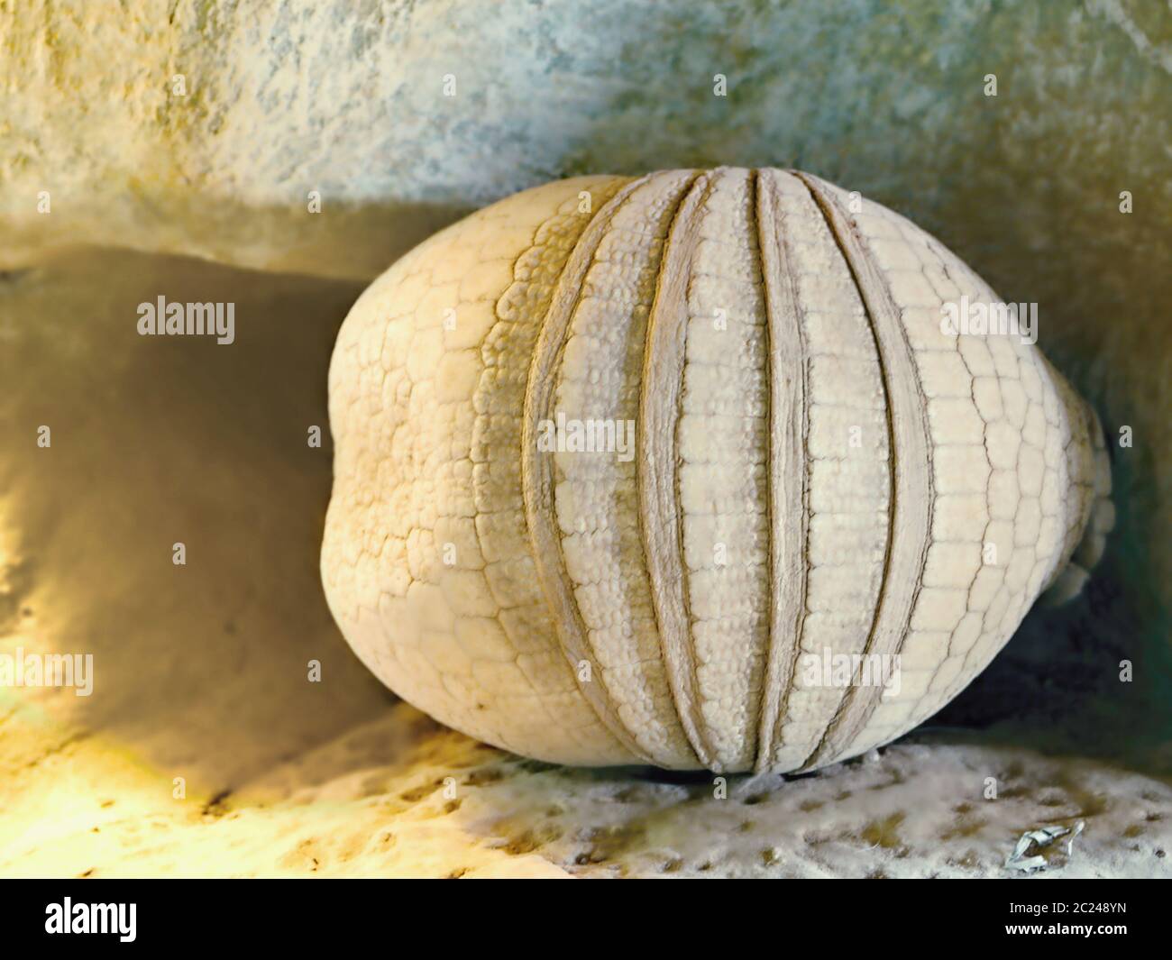 An armadillo curled into a ball lies under a rock in the sun. It looks like a big ball or a decorated melon closeup frontal. Stock Photo