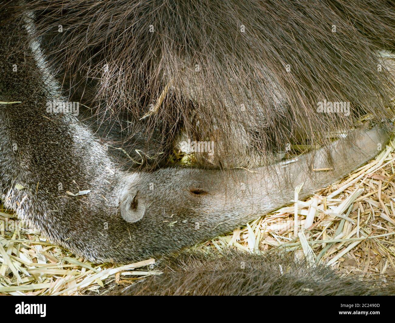 A sleeping anteater, he lies and has laid his long nose around his body. Pickup in the top view and closeup. Stock Photo