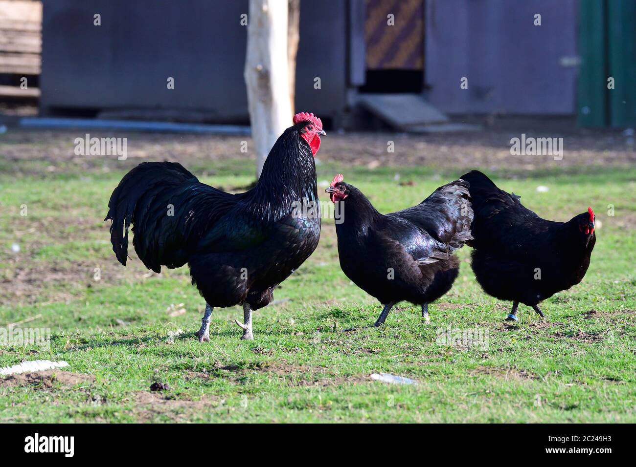 Australorp chicken on a farm in the spring. Stock Photo