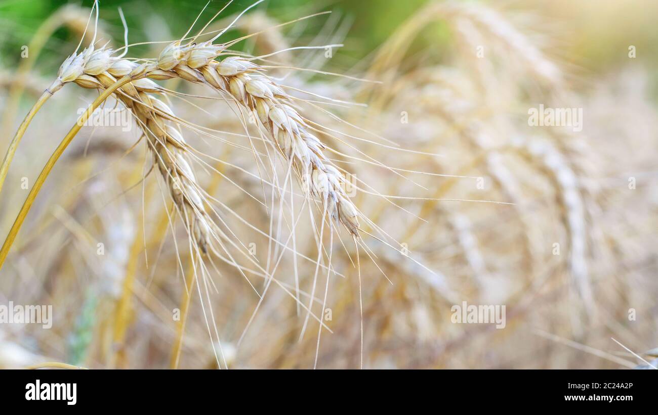 Wheat harvest autumn field hi-res stock photography and images - Alamy