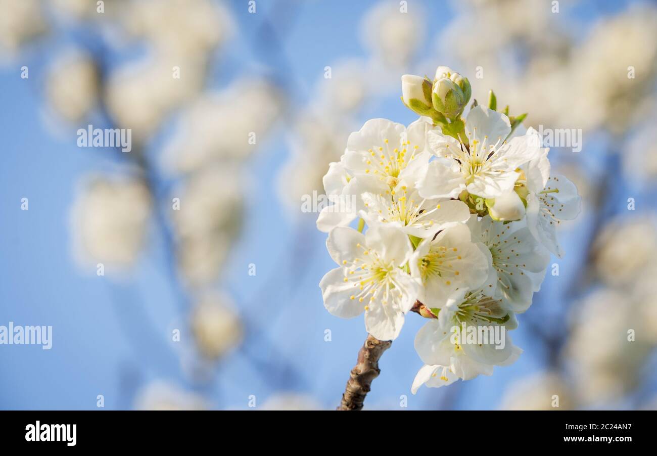 cherry blossom in spring Stock Photo