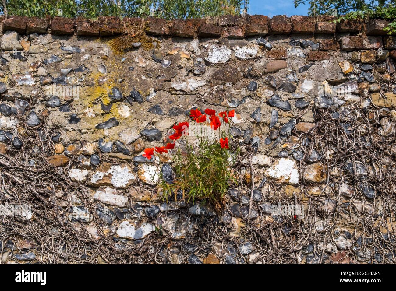 Flint wall hires stock photography and images Alamy