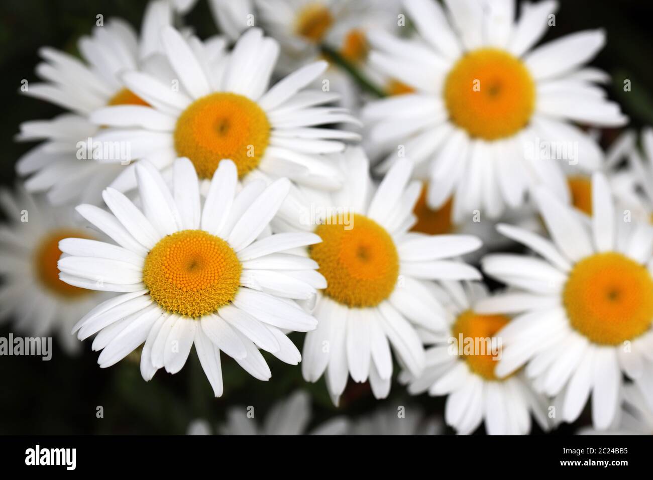 Daisy flowers close up, floral background. White chamomiles on in summer, herbal medicine Stock Photo