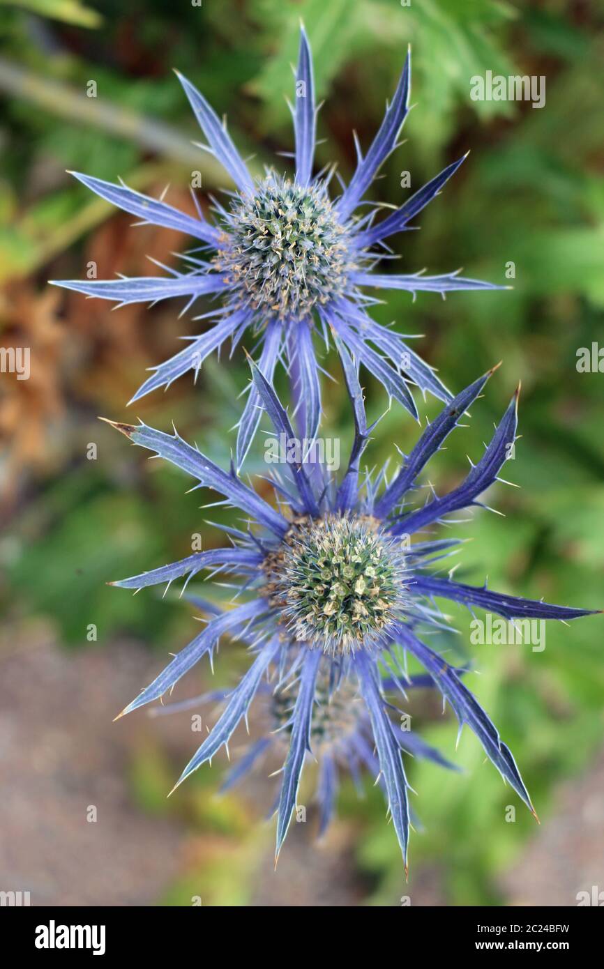 Ornamental sea holly, Eryngium bourgatii variety Oxford Blue, in flower