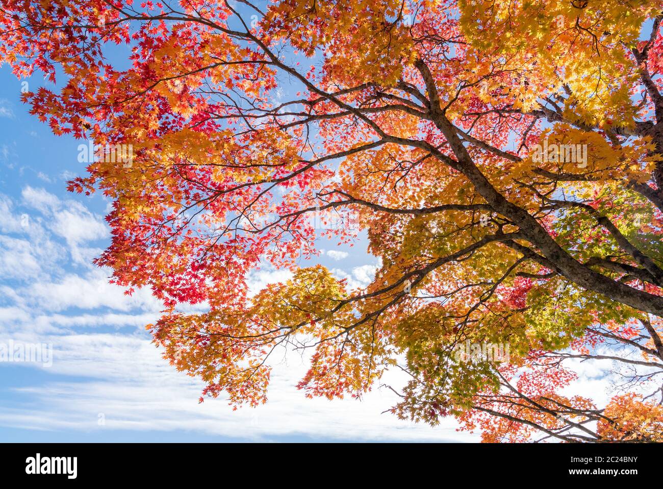 Red leave of maple tree for autumn fall background Stock Photo - Alamy