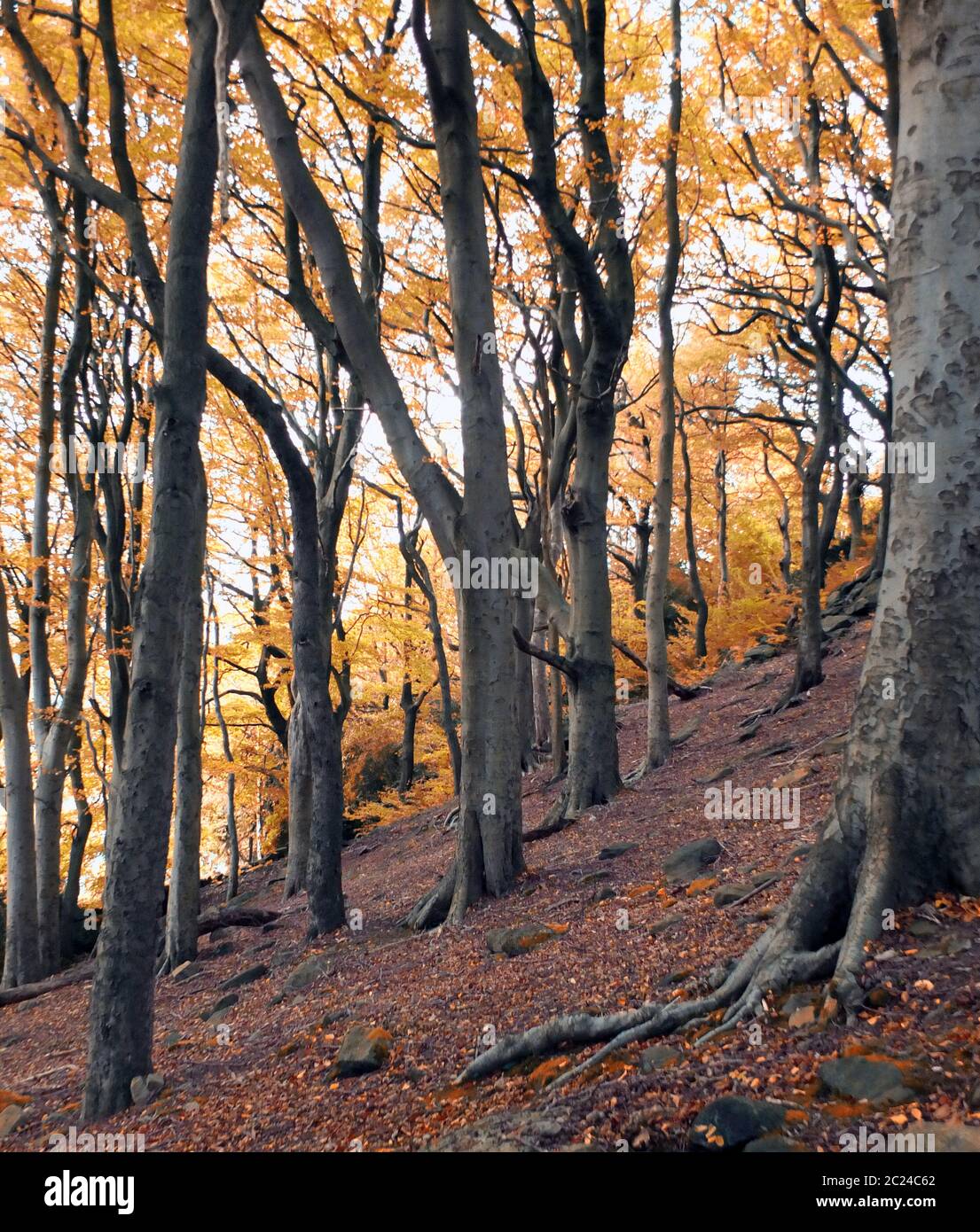 Ancient Beech Trees Autumn High Resolution Stock Photography and Images ...