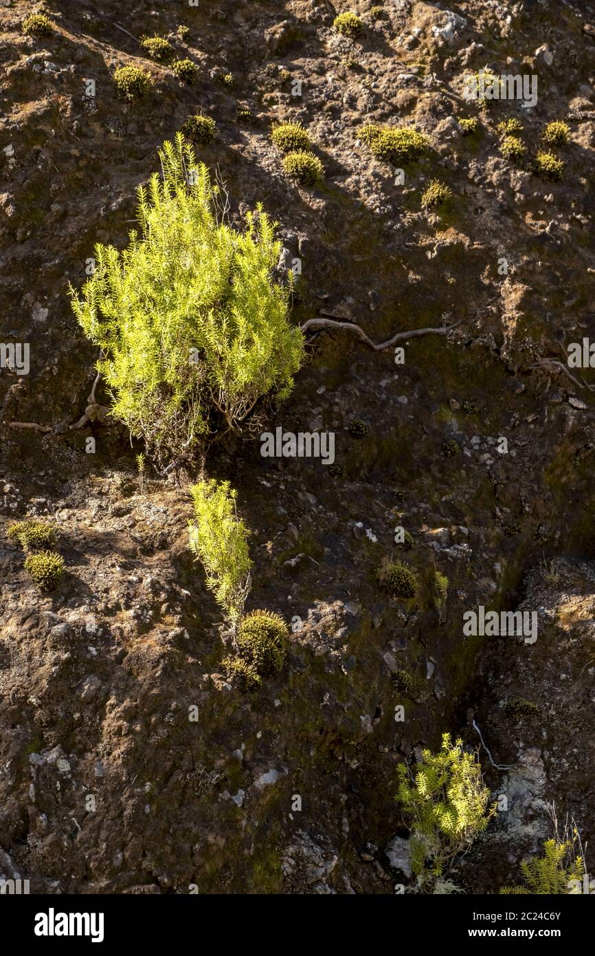 rocks with vegetation Stock Photo