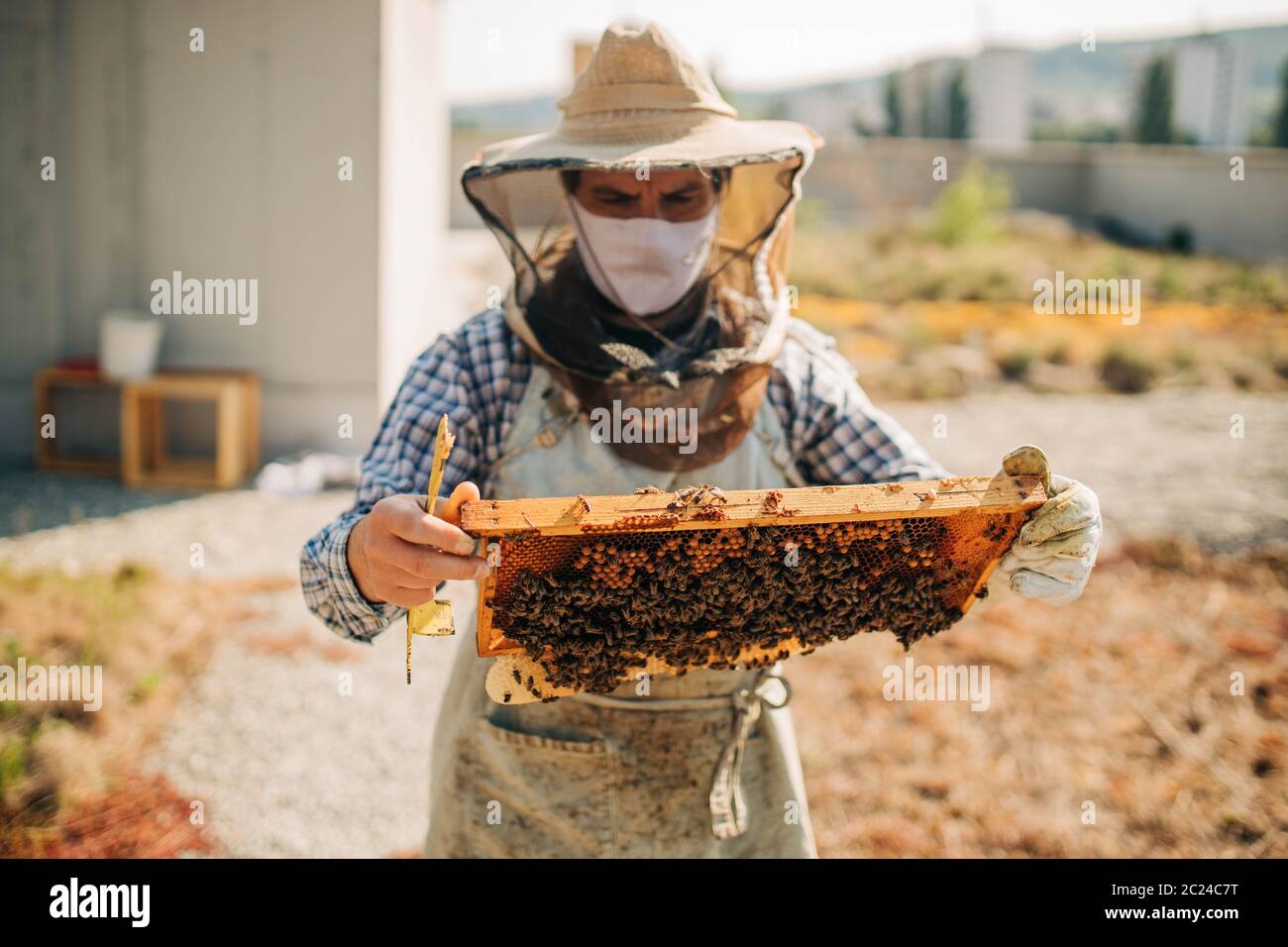 Honeybee building hive cell hi-res stock photography and images - Alamy