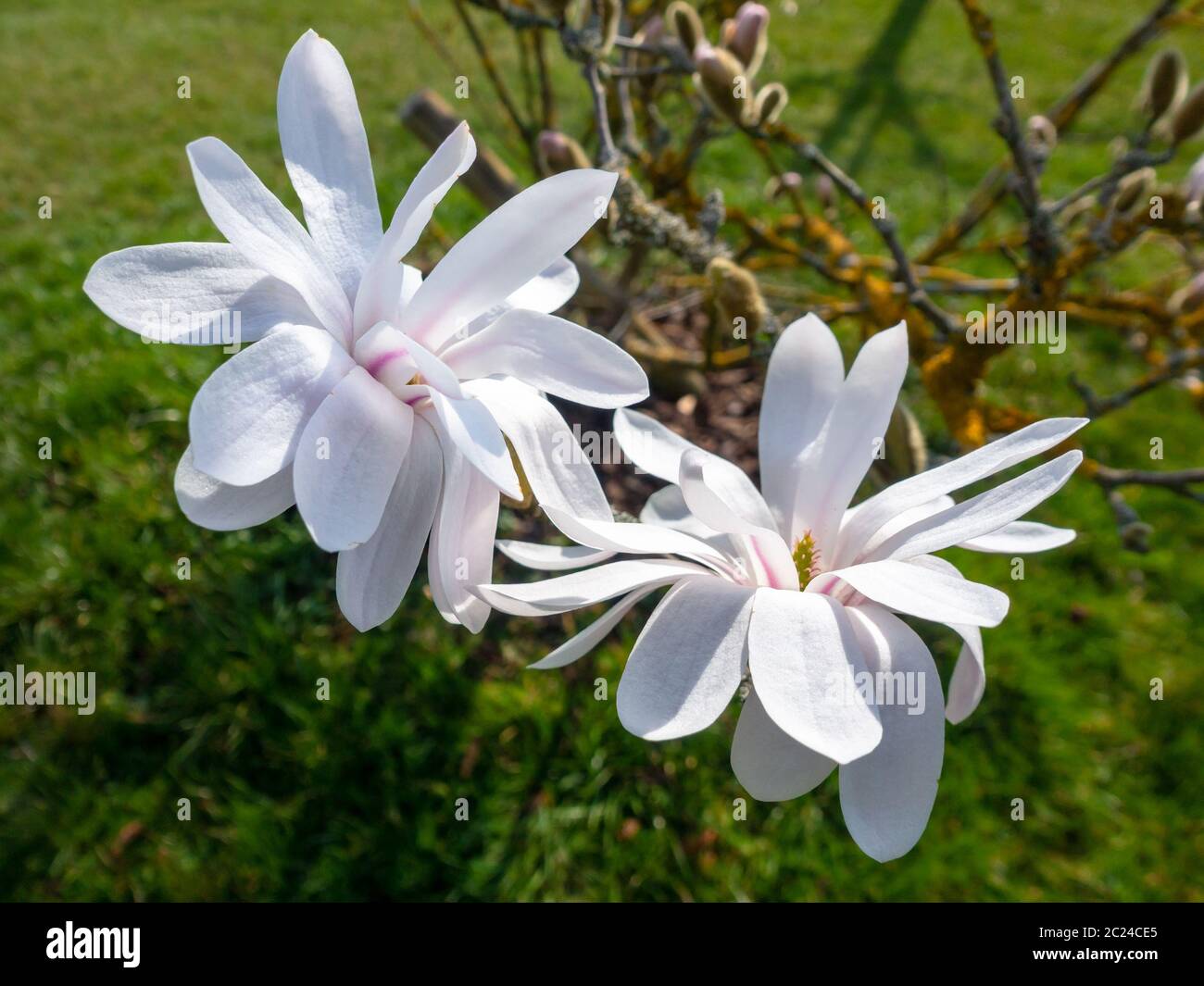 magnolia blossoms tree Stock Photo