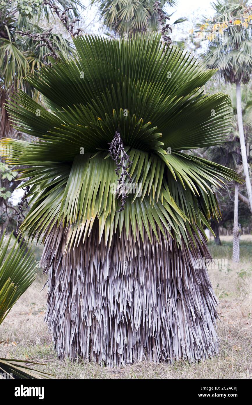 Copernicia macroglossa is an endemic Palm to Cuba Stock Photo