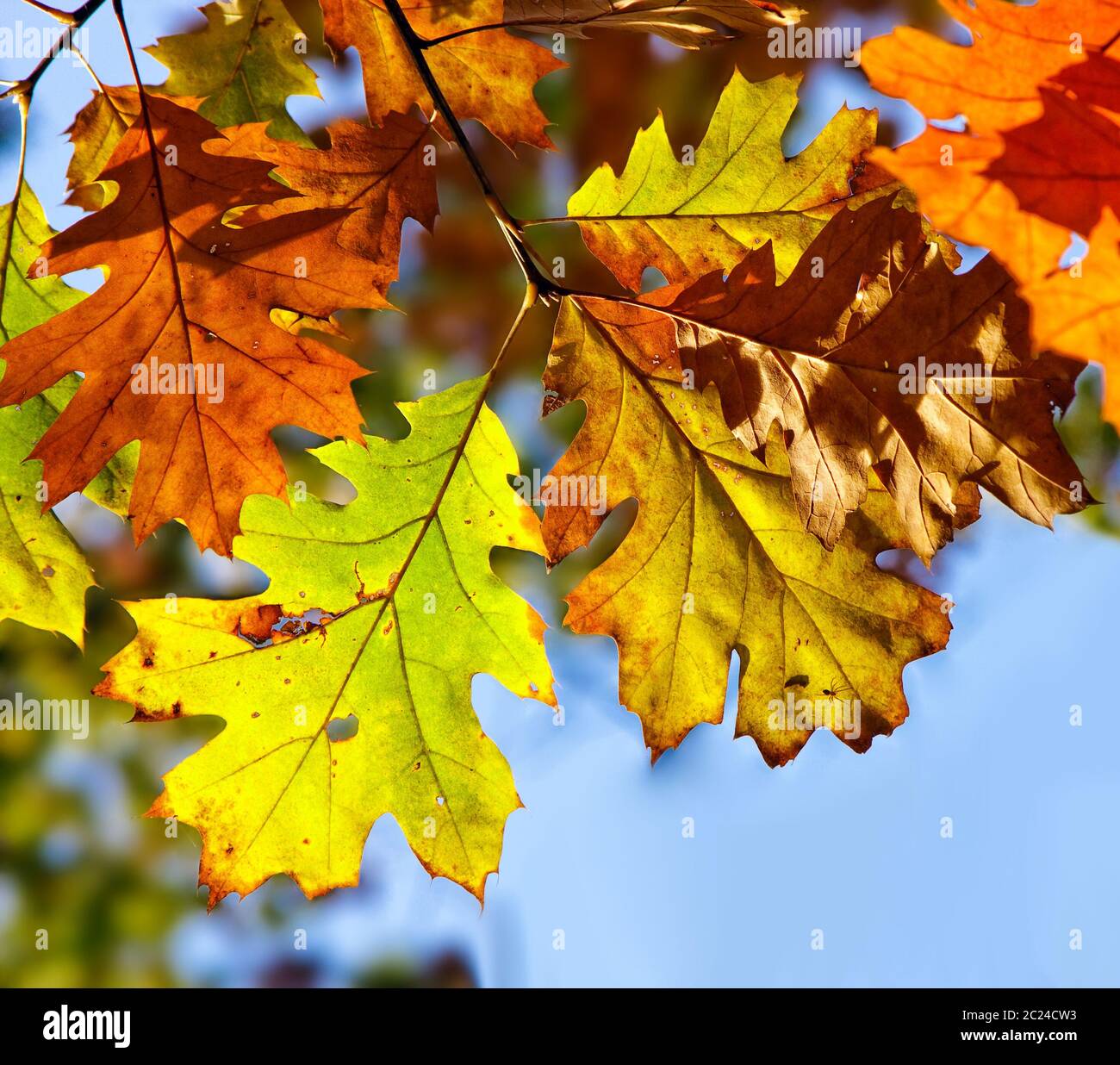 Oak leaves turning red hi-res stock photography and images - Alamy