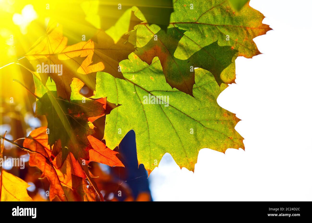 Oak leaves turning red hi-res stock photography and images - Alamy