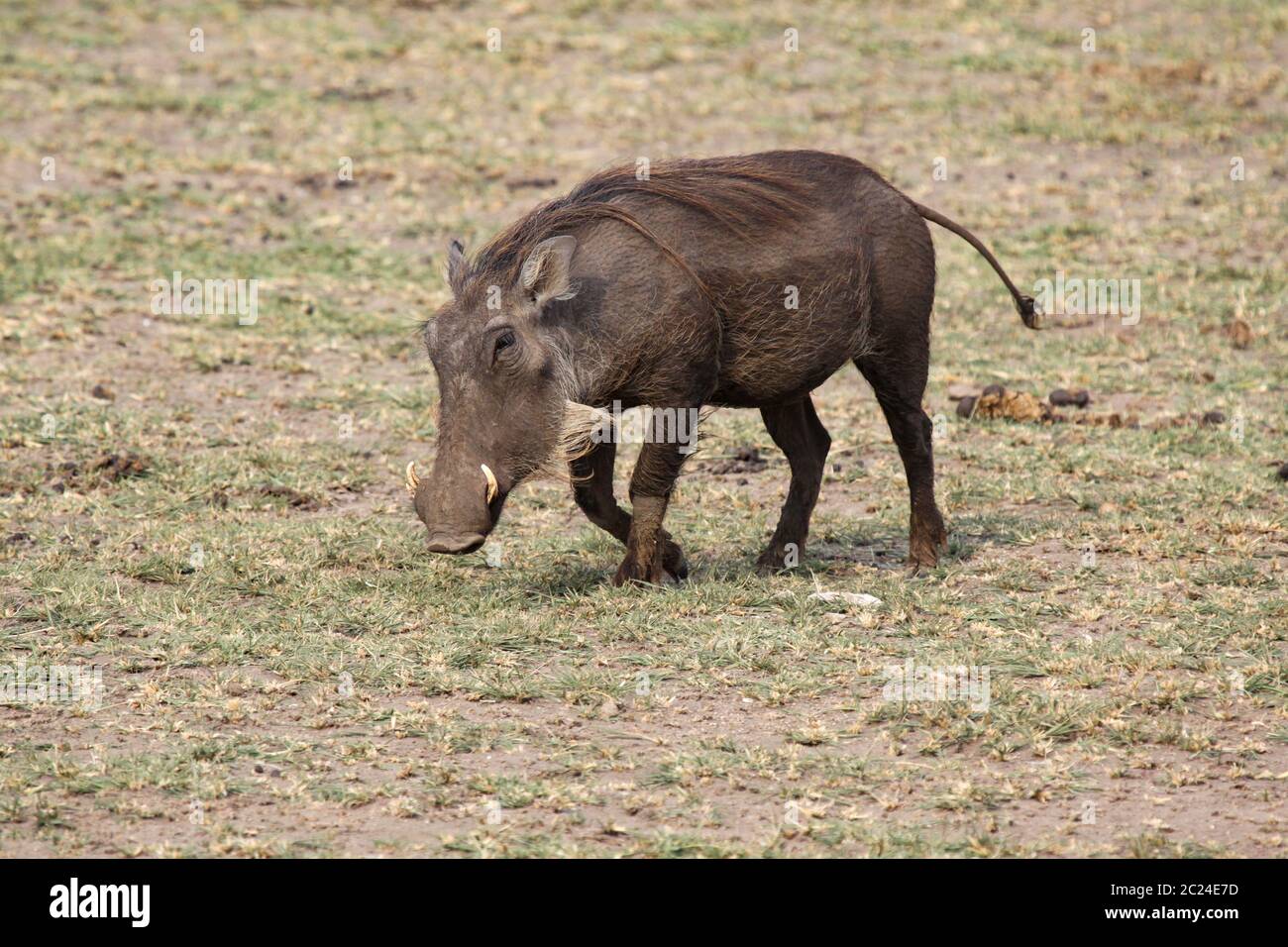 Warthog runs and reminds of Pumbaa Stock Photo