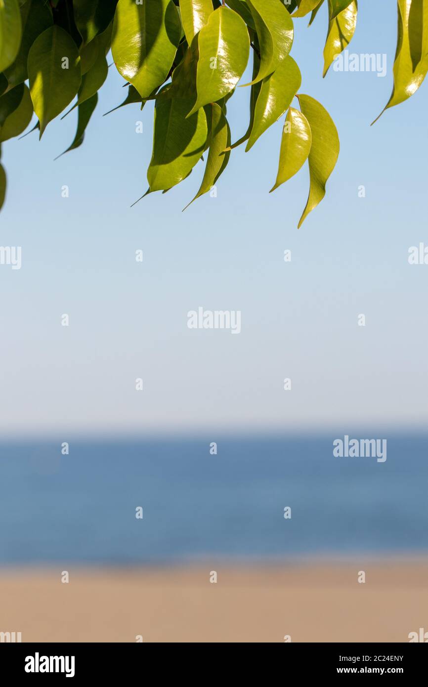 Beach summer background. Image with focus on nice leaves of orange tree against blurred sandy beach at Costa del Sol, Spain. Template with large space Stock Photo