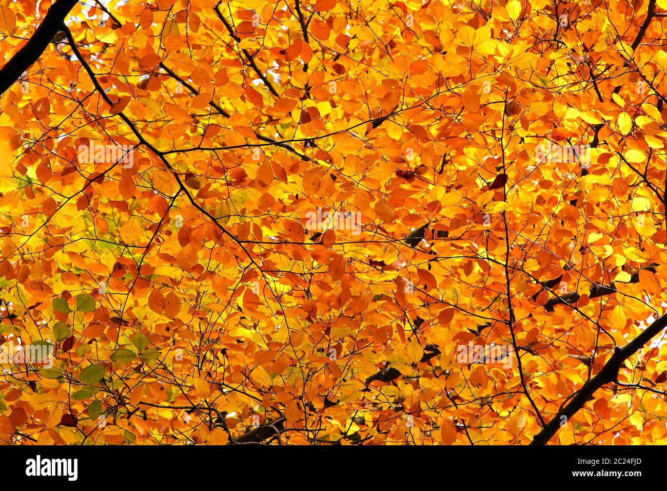 Foliage botanical hi-res stock photography and images - Alamy