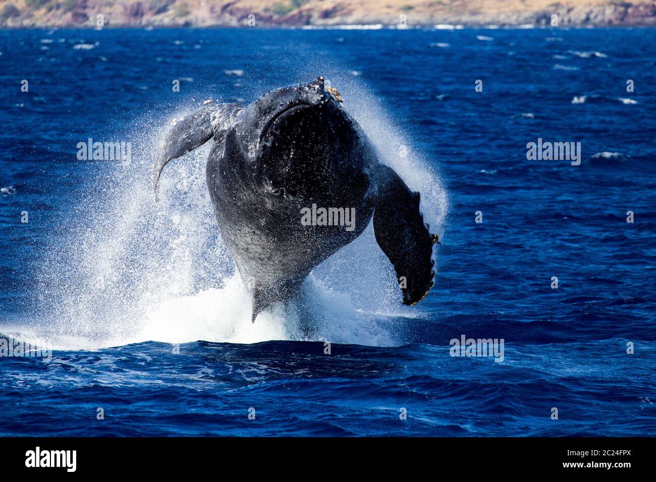 Humpback whale hawaii hi-res stock photography and images - Alamy