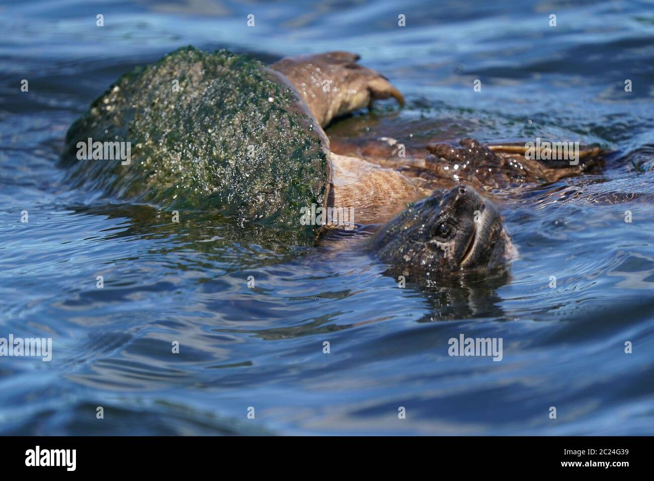 Snapping Turtles mating out in the channel Stock Photo