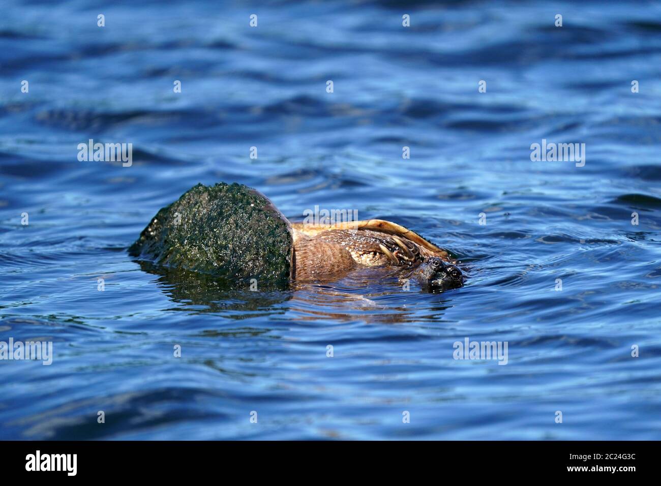 Snapping turtles mating hi-res stock photography and images - Alamy