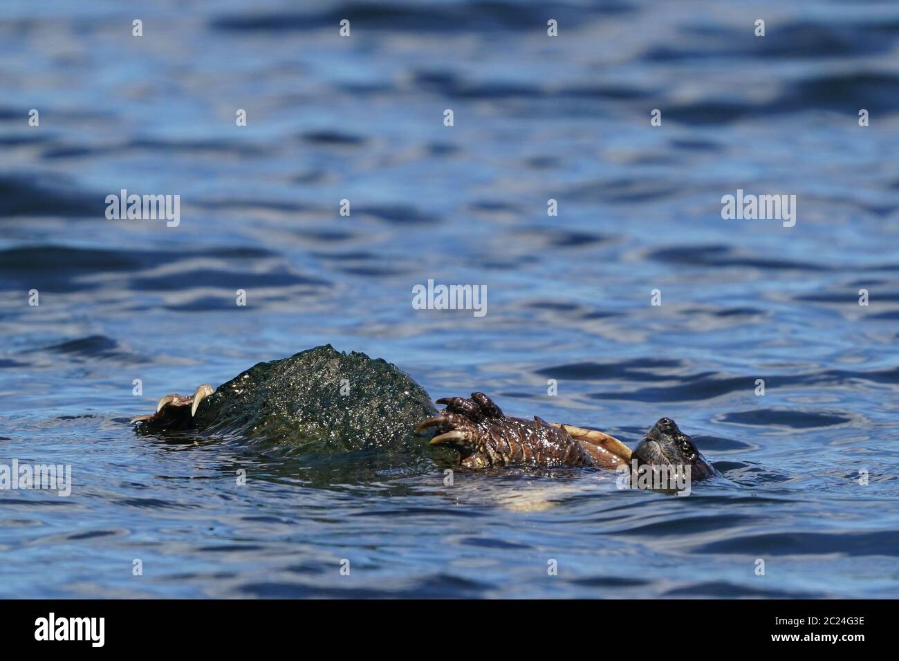 Snapping Turtles mating out in the channel Stock Photo - Alamy