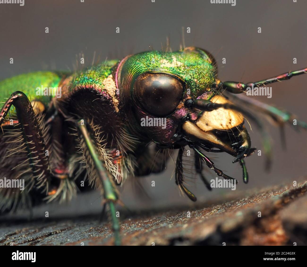 Close up of Green Tiger Beetle (Cicindela campestris). Tipperary, Ireland Stock Photo