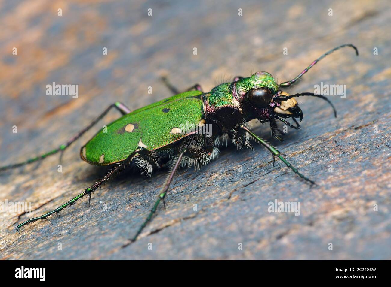 Green Tiger Beetle (Cicindela campestris) resting on tree bark. Tipperary, Ireland Stock Photo