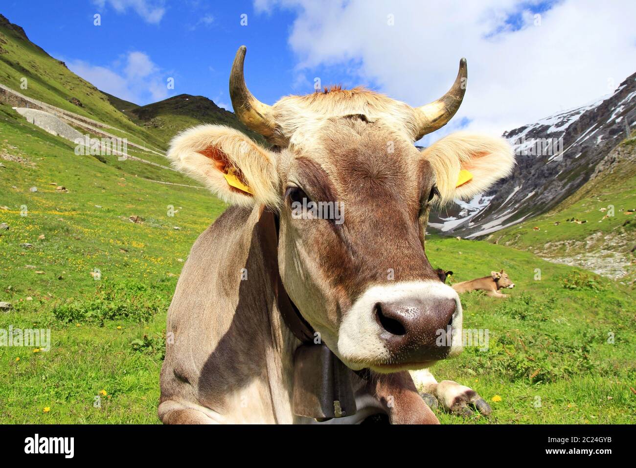 Cattle with big horns hires stock photography and images Alamy